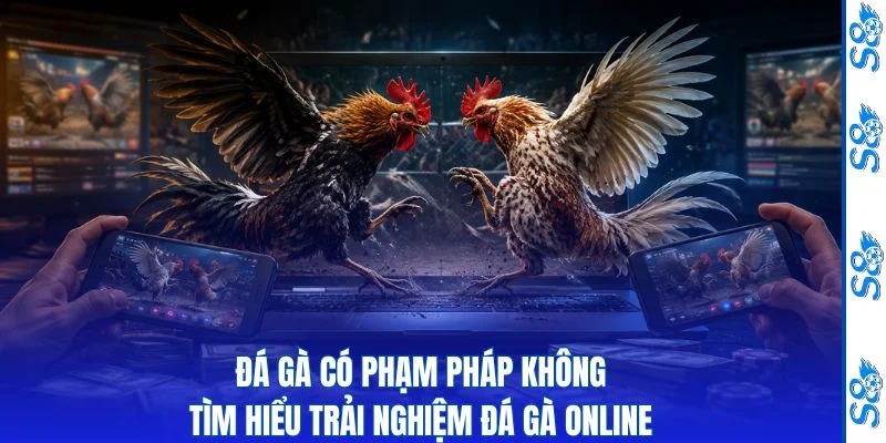 Đá Gà Có Phạm Pháp Không - Tìm Hiểu Trải Nghiệm Đá Gà Online 4 Đá gà có phạm pháp không thumbnail