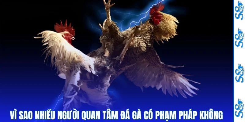 Lý do đá gà có phạm pháp không nhận nhiều sự quan tâm 